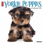 Just Yorkie Puppies 2025 12 X 12 Wall Calendar