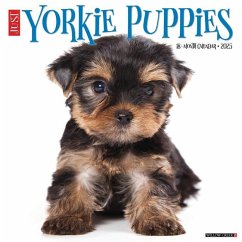 Just Yorkie Puppies 2025 12 X 12 Wall Calendar - Willow Creek Press