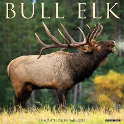 Bull Elk 2025 12 X 12 Wall Calendar - Willow Creek Press