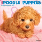 Just Poodle Puppies 2025 12 X 12 Wall Calendar