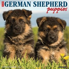 Just German Shepherd Puppies 2025 12 X 12 Wall Calendar - Willow Creek Press