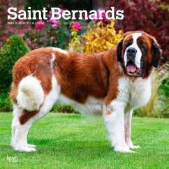 Saint Bernards 2025 12 X 24 Inch Monthly Square Wall Calendar Plastic-Free - Browntrout