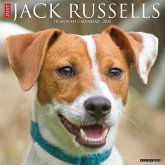 Just Jack Russells 2025 12 X 12 Wall Calendar