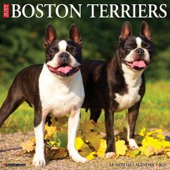 Just Boston Terriers 2025 12 X 12 Wall Calendar - Willow Creek Press
