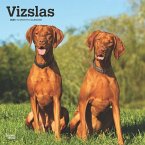 Vizslas 2025 12 X 24 Inch Monthly Square Wall Calendar Plastic-Free