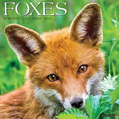 Foxes 2025 12 X 12 Wall Calendar - Willow Creek Press