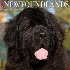 Just Newfoundlands 2025 12 X 12 Wall Calendar - Willow Creek Press