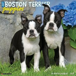 Just Boston Terrier Puppies 2025 12 X 12 Wall Calendar - Willow Creek Press