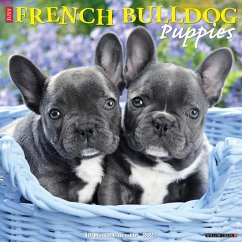 Just French Bulldog Puppies 2025 12 X 12 Wall Calendar - Willow Creek Press