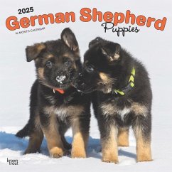 German Shepherd Puppies 2025 12 X 24 Inch Monthly Square Wall Calendar Plastic-Free - Browntrout