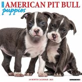 Just American Pit Bull Terrier Puppies 2025 12 X 12 Wall Calendar