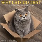 Why Cats Do That 2025 12 X 12 Wall Calendar