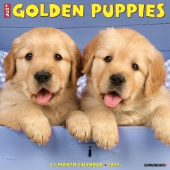 Just Golden Puppies 2025 12 X 12 Wall Calendar - Willow Creek Press
