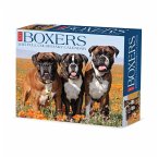 Boxers 2025 6.2 X 5.4 Box Calendar