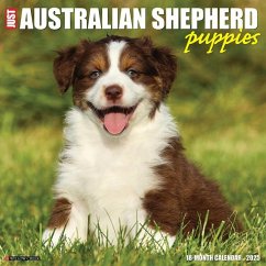 Just Australian Shepherd Puppies 2025 12 X 12 Wall Calendar - Willow Creek Press