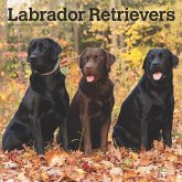 Labrador Retrievers 2025 12 X 24 Inch Monthly Square Wall Calendar Plastic-Free