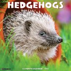 Hedgehogs 2025 12 X 12 Wall Calendar