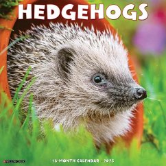Hedgehogs 2025 12 X 12 Wall Calendar - Willow Creek Press