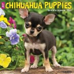 Just Chihuahua Puppies 2025 12 X 12 Wall Calendar