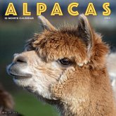 Alpacas 2025 12 X 12 Wall Calendar