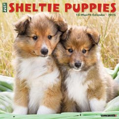 Just Sheltie Puppies 2025 12 X 12 Wall Calendar - Willow Creek Press