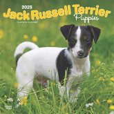 Jack Russell Terrier Puppies 2025 12 X 24 Inch Monthly Square Wall Calendar Plastic-Free