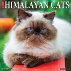 Just Himalayan Cats 2025 12 X 12 Wall Calendar