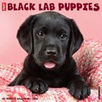 Just Black Lab Puppies 2025 12 X 12 Wall Calendar