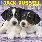 Just Jack Russell Puppies 2025 12 X 12 Wall Calendar