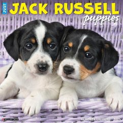 Just Jack Russell Puppies 2025 12 X 12 Wall Calendar - Willow Creek Press