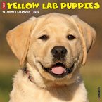 Just Yellow Lab Puppies 2025 12 X 12 Wall Calendar