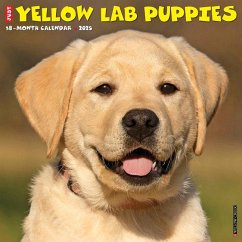 Just Yellow Lab Puppies 2025 12 X 12 Wall Calendar - Willow Creek Press