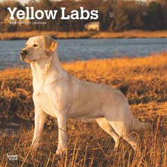 Yellow Labrador Retrievers 2025 12 X 24 Inch Monthly Square Wall Calendar Plastic-Free - Browntrout