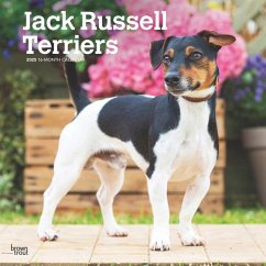 Jack Russell Terriers 2025 12 X 24 Inch Monthly Square Wall Calendar Plastic-Free - Browntrout