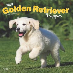 Golden Retriever Puppies 2025 12 X 24 Inch Monthly Square Wall Calendar Plastic-Free - Browntrout