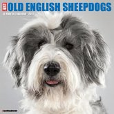 Just Old English Sheepdogs 2025 12 X 12 Wall Calendar