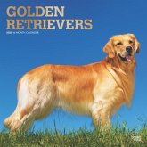 Golden Retrievers 2025 12 X 24 Inch Monthly Square Wall Calendar Foil Stamped Cover Plastic-Free