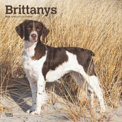 Brittanys 2025 12 X 24 Inch Monthly Square Wall Calendar Plastic-Free - Browntrout