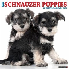Just Schnauzer Puppies 2025 12 X 12 Wall Calendar - Willow Creek Press