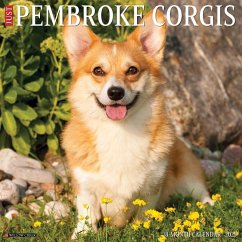 Just Pembroke Corgis 2025 12 X 12 Wall Calendar - Willow Creek Press