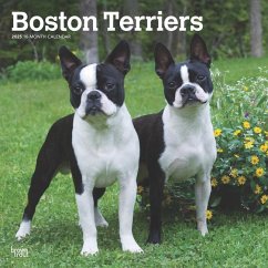 Boston Terriers 2025 12 X 24 Inch Monthly Square Wall Calendar Plastic-Free - Browntrout