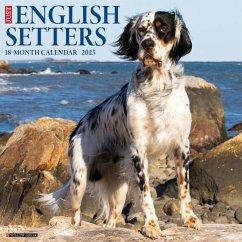 Just English Setters 2025 12 X 12 Wall Calendar - Willow Creek Press