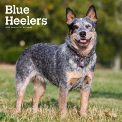 Blue Heelers 2025 12 X 24 Inch Monthly Square Wall Calendar Plastic-Free - Browntrout