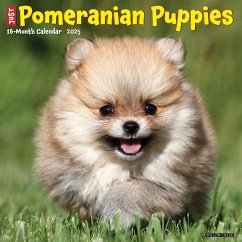 Just Pomeranian Puppies 2025 12 X 12 Wall Calendar - Willow Creek Press