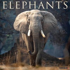 Elephants 2025 12 X 12 Wall Calendar - Willow Creek Press