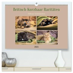 Britisch Kurzhaar Raritäten - seltene Schönheiten (hochwertiger Premium Wandkalender 2025 DIN A2 quer), Kunstdruck in Hochglanz