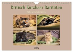 Britisch Kurzhaar Raritäten - seltene Schönheiten (Wandkalender 2025 DIN A4 quer), CALVENDO Monatskalender - Calvendo;Bürger, Janina