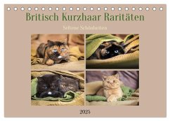 Britisch Kurzhaar Raritäten - seltene Schönheiten (Tischkalender 2025 DIN A5 quer), CALVENDO Monatskalender