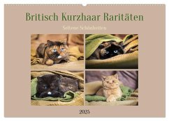 Britisch Kurzhaar Raritäten - seltene Schönheiten (Wandkalender 2025 DIN A2 quer), CALVENDO Monatskalender