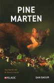 Pine Marten Pine Marten